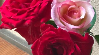 もしかしたら…