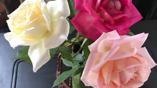 バラが咲いた！